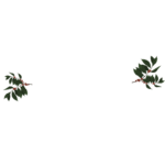 Arábica Cafés Especiales